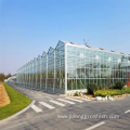 Commercial Intelligent hydroponic glass greenhouse